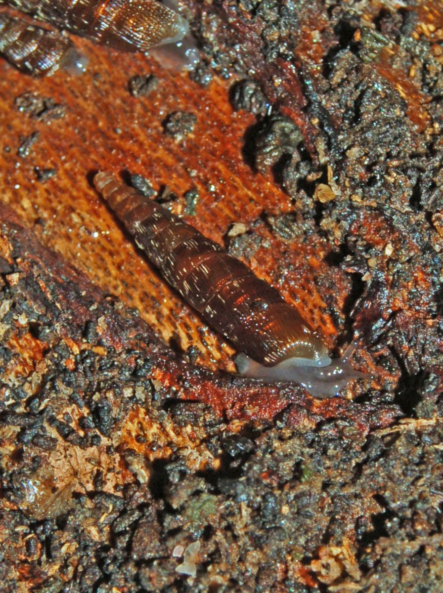 Clausilia bidentata crenulata sotto una corteccia